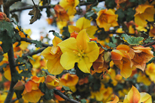 Flannel Bush Flowers