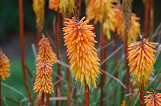 Red Hot Pokers