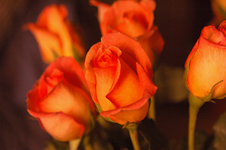 Roses at Sunset