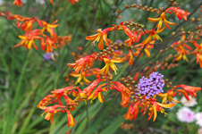 Flowers (Mixed)