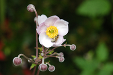 Flower with Bee