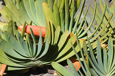 Flower (Succulent)