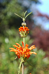 Flower at Botanical Gardens