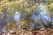 Fall Leaves on the Delaware