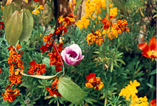 Flower at Oxford