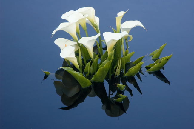 Calla Lilies in the Kelley House Pond