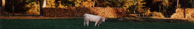 Fall Cow by DFF
