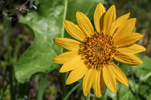 Wildflowers in Columbia Gorge