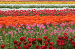 Tulips at Wooden Shoe Tulip Farm