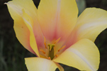 Tulips at Wooden Shoe Tulip Farm