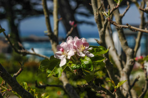 Apple Blossoms at Agate Cove Inn, Mendocino