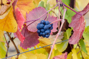Fall Grapes at Goldeneye Vineyard, Mendocino County