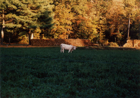 Fall Cow, Massachusetts