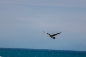 Canadian Goose Circling for a Landing