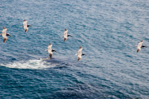 Pelicans, Mendocino