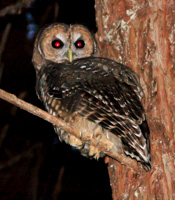 I saw this Spotted Owl in the forested part of my yard in Mendocino.