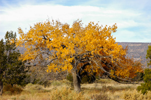 Fall Tree, New Mexico