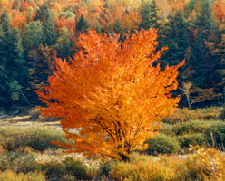 Flaming Tree, Vermont